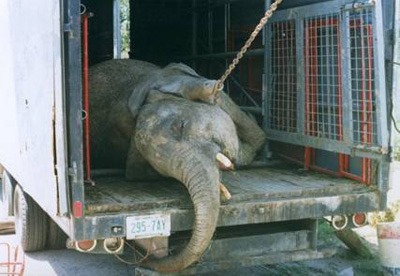 Olifant slaaf